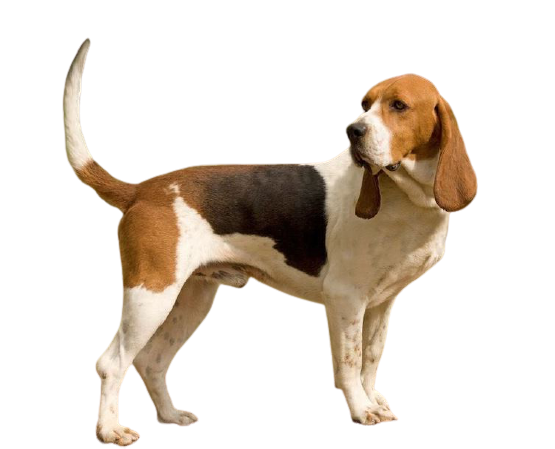 Artois Hound Dog Breed Image 7