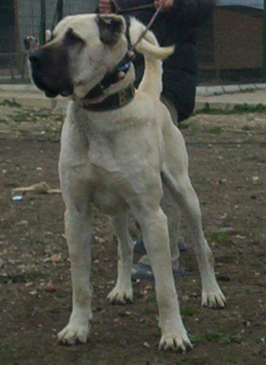 Assyrian Mastiff Dog Breed Image 17