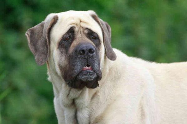 Assyrian Mastiff Dog Breed Image 6