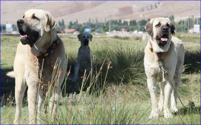 Assyrian Mastiff Dog Breed Image 7