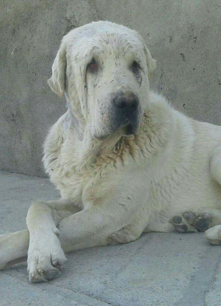 Assyrian Mastiff Dog Breed Image 8