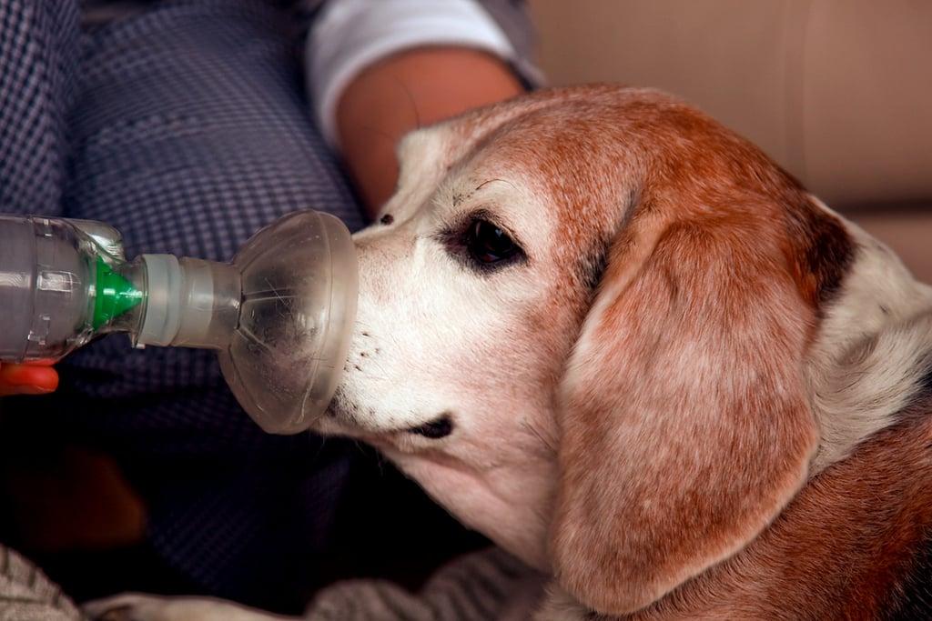 Asthma in Dogs Image 2