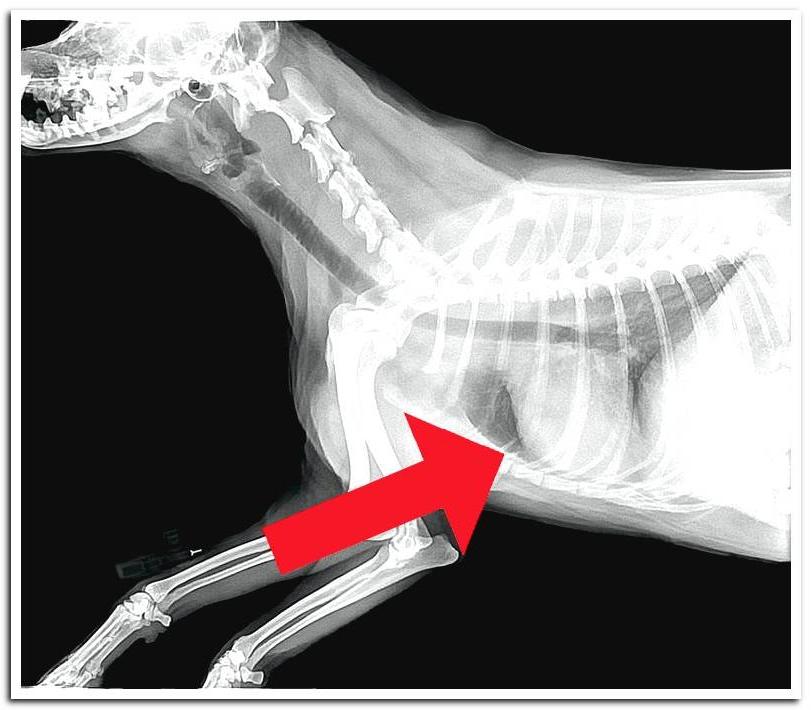 Asthma in Dogs Image 3