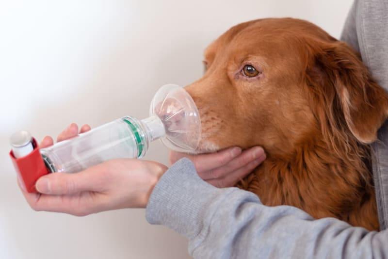 Asthma in Dogs Image 5