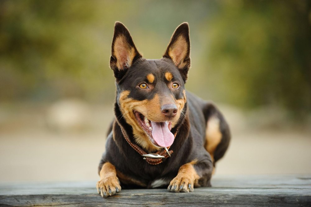 Australian Kelpie Dog Breed Image 1