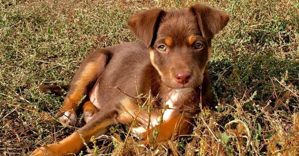 Australian Kelpie Dog Breed Image 10