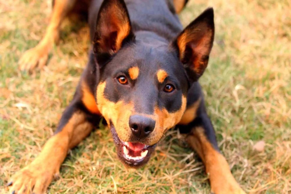 Australian Kelpie Dog Breed Image 11