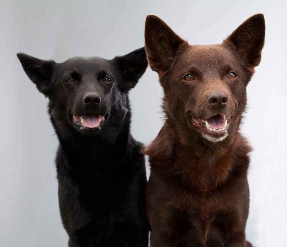 Australian Kelpie Dog Breed Image 15