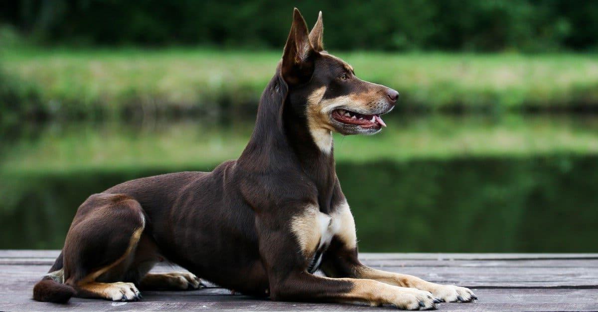 Australian Kelpie Dog Breed Image 19