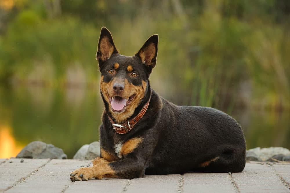 Australian Kelpie Dog Breed Image 4