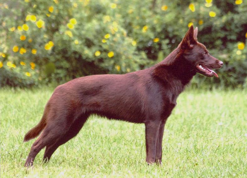 Australian Kelpie Dog Breed Image 6