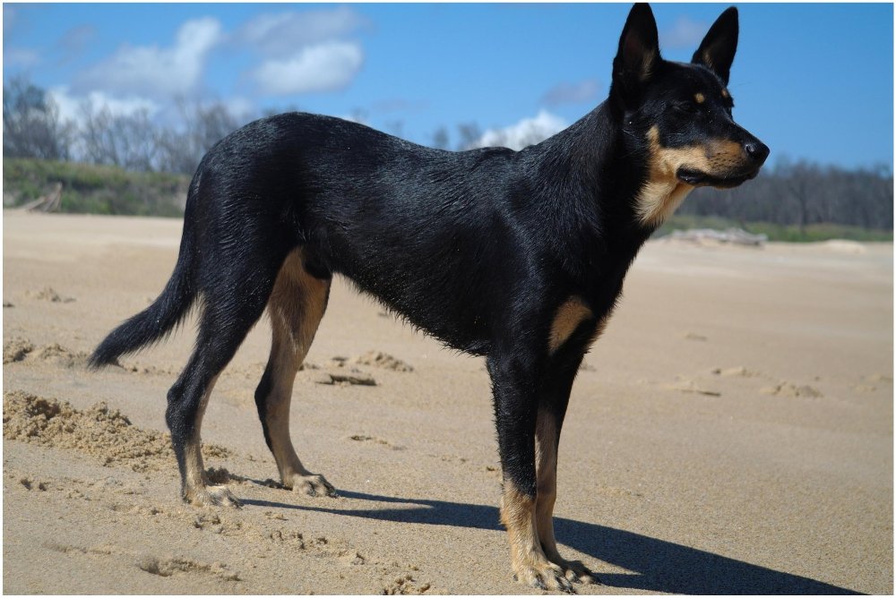 Australian Kelpie Dog Breed Image 7