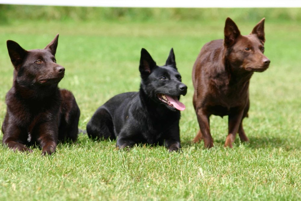 Australian Kelpie Dog Breed Image 9