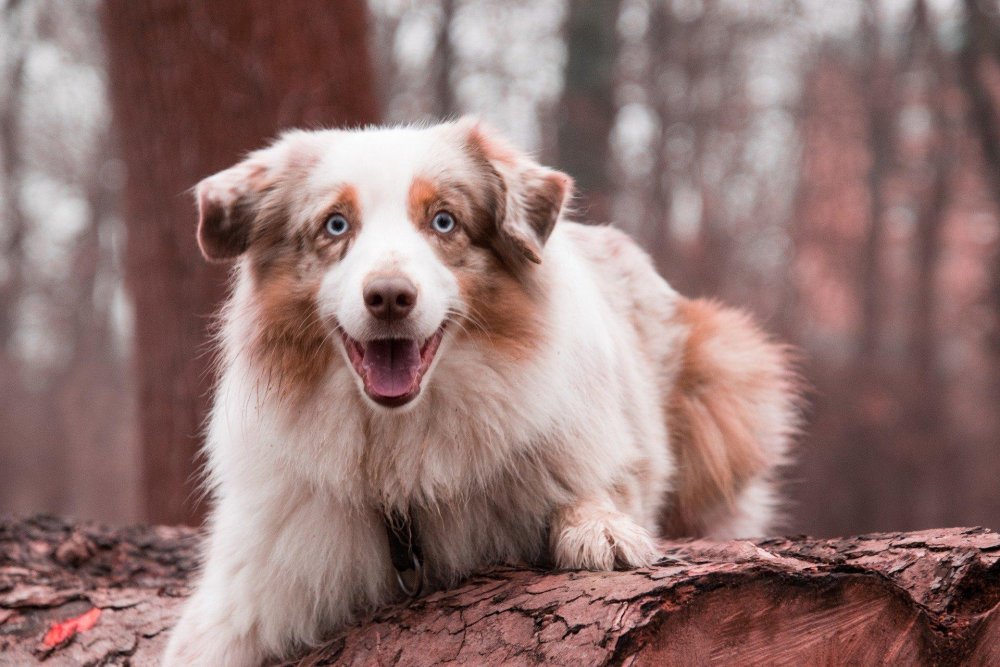 Australian Shepherd Dog Breed Image 10