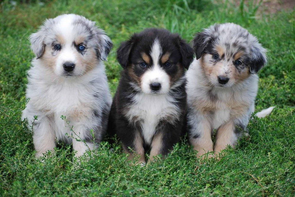 Australian Shepherd Dog Breed Image 11