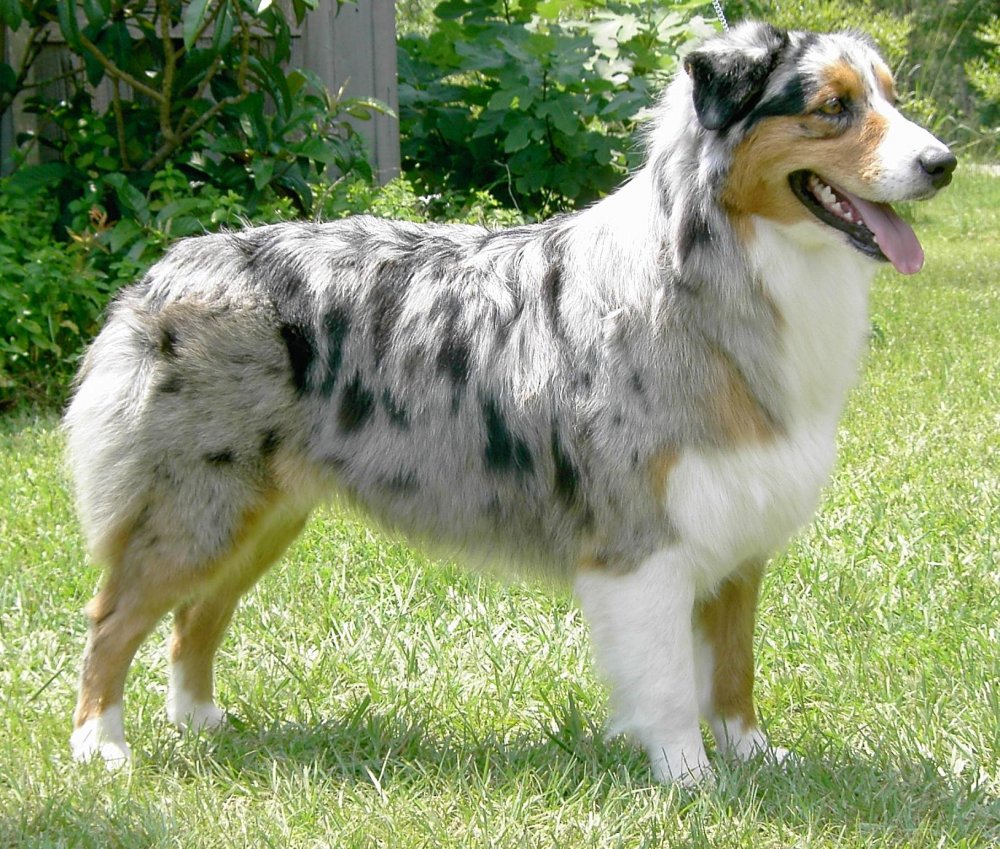 Australian Shepherd Dog Breed Image 15