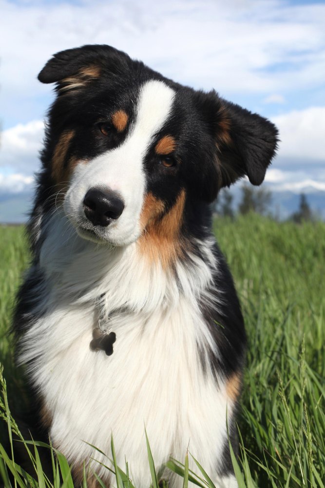 Australian Shepherd Dog Breed Image 3