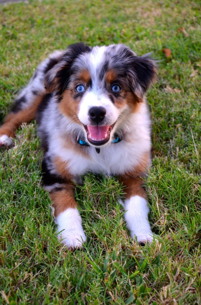 Australian Shepherd Dog Breed Image 7