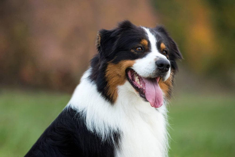 Australian Shepherd Dog Breed Image 8