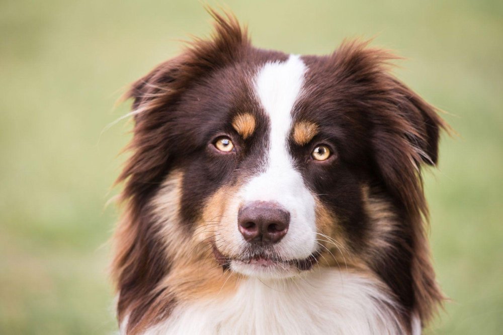 Australian Shepherd Dog Breed Image 9