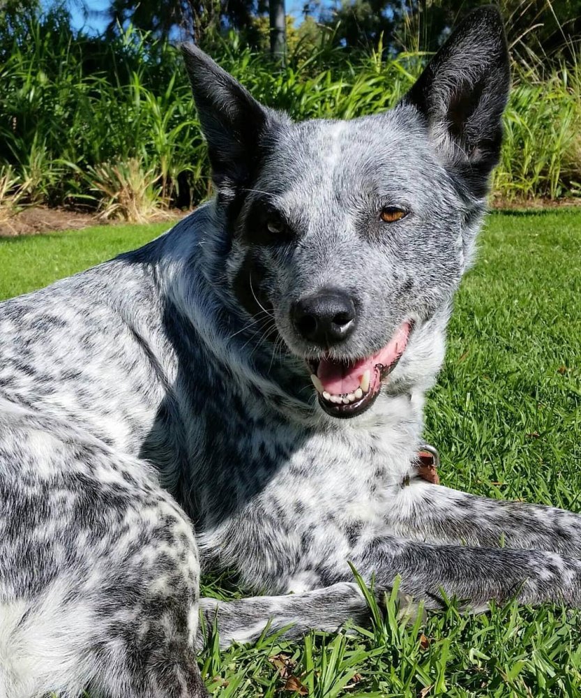 Australian Stumpy Tail Cattle Dog Breed Image 1