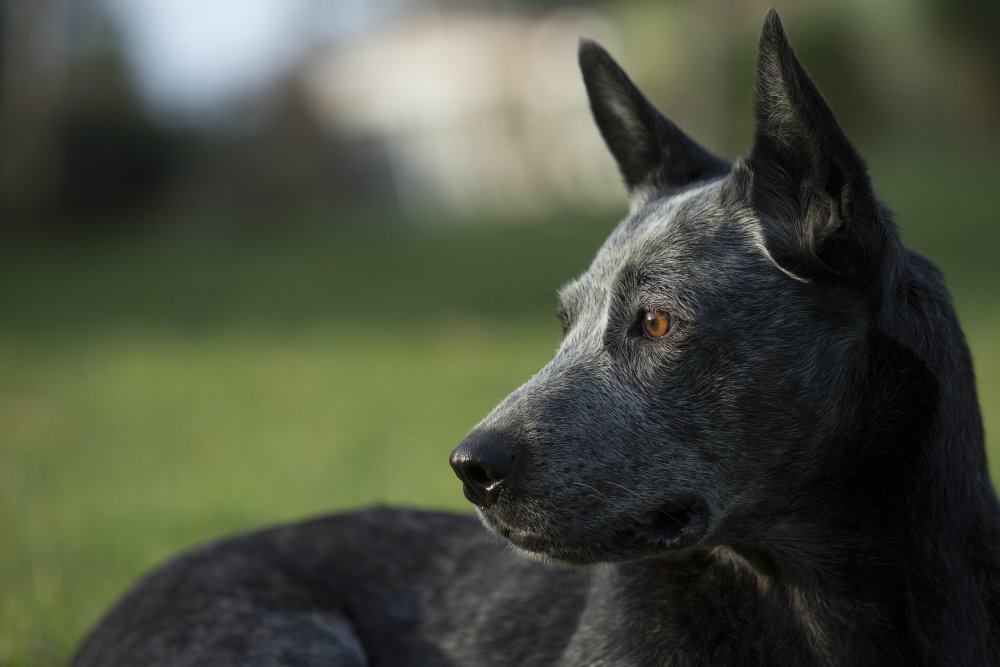 Australian Stumpy Tail Cattle Dog Breed Image 13