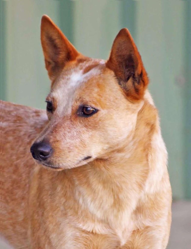 Australian Stumpy Tail Cattle Dog Breed Image 14