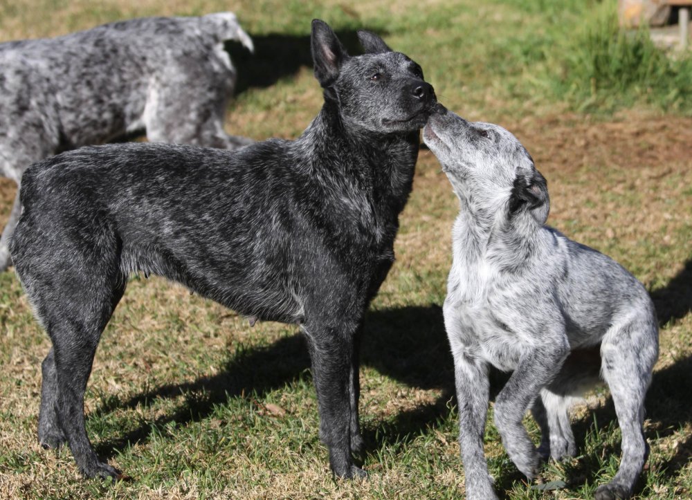 Australian Stumpy Tail Cattle Dog Breed Image 18