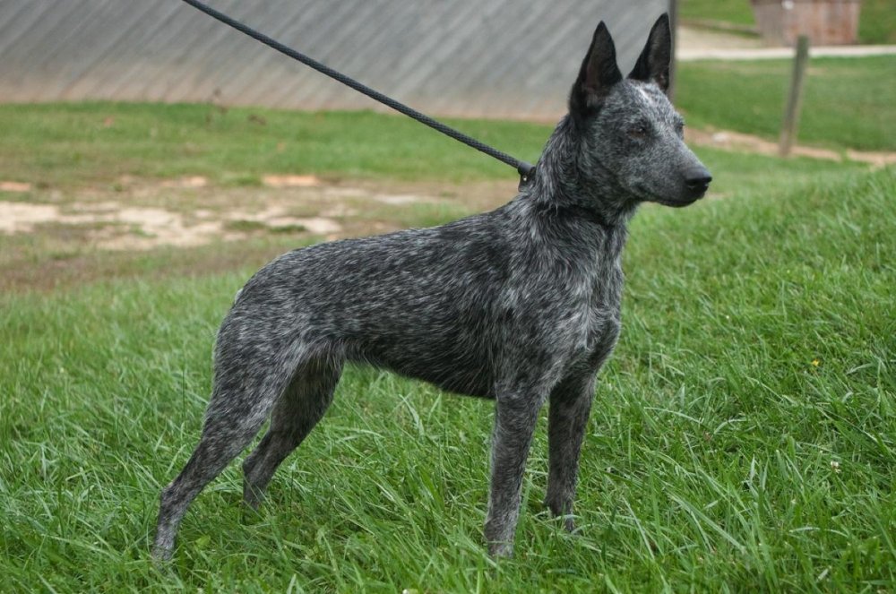 Australian Stumpy Tail Cattle Dog Breed Image 3