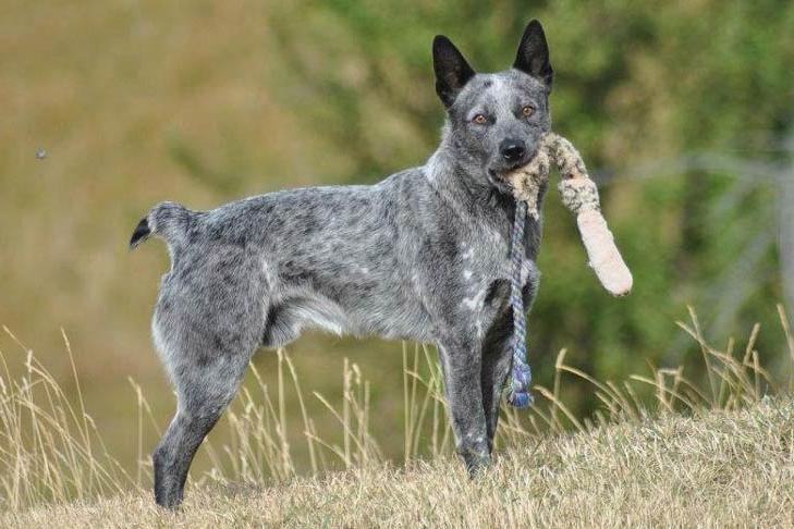 Australian Stumpy Tail Cattle Dog Breed Image 6