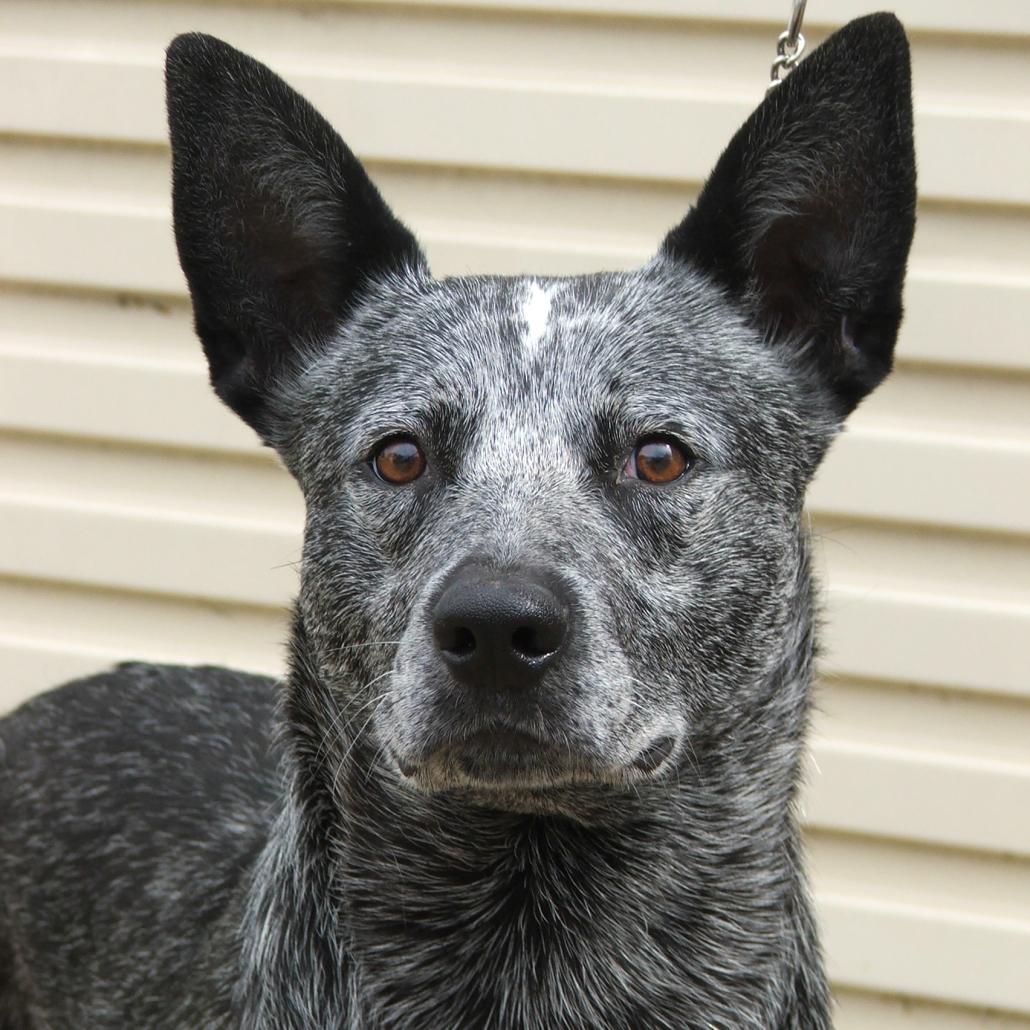 Australian Stumpy Tail Cattle Dog Breed Image 8