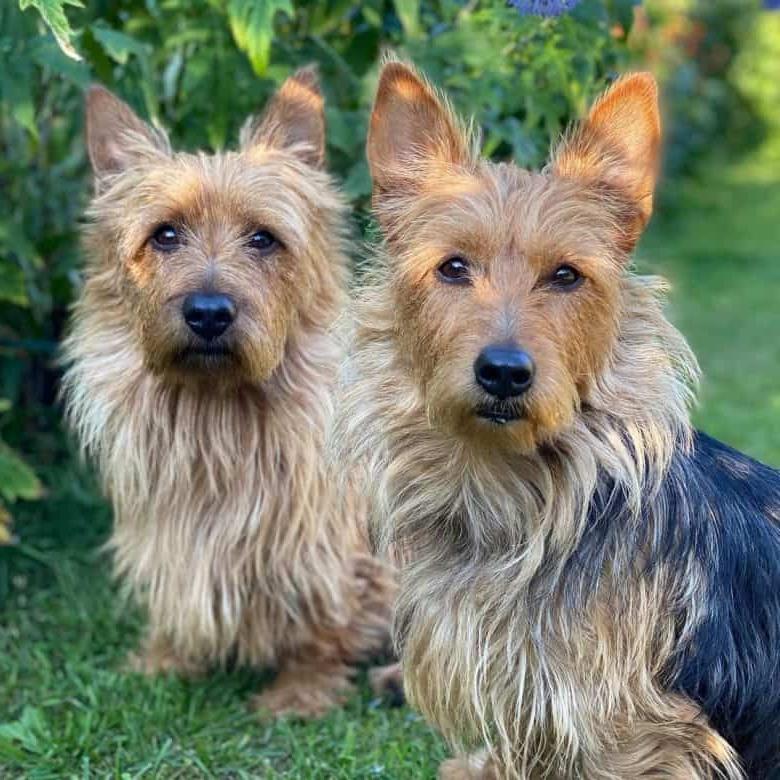 Australian Terrier Dog Breed Image 12