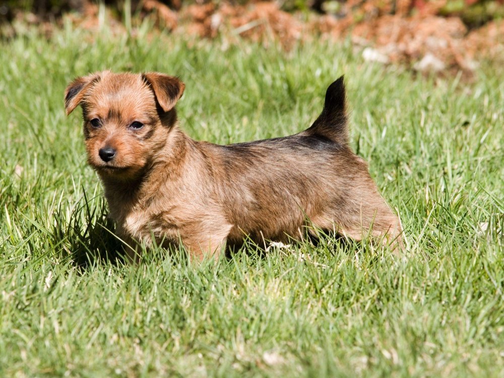 Australian Terrier Dog Breed Image 13