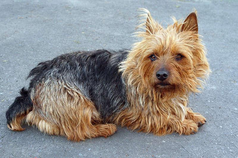 Australian Terrier Dog Breed Image 14