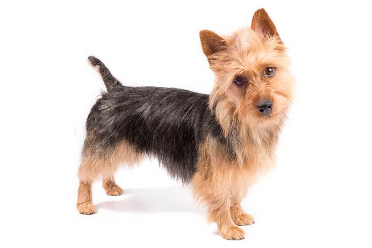 Australian Terrier Dog Breed Image 17