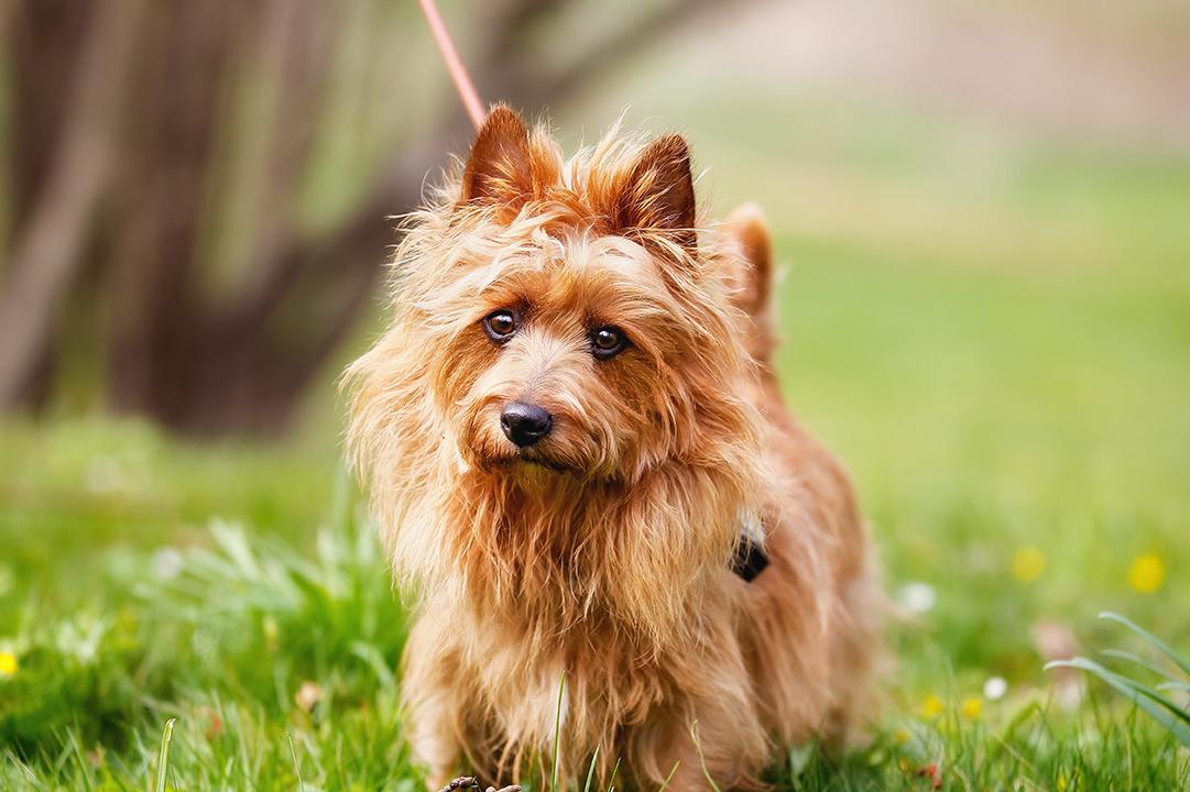 Australian Terrier Dog Breed Image 3