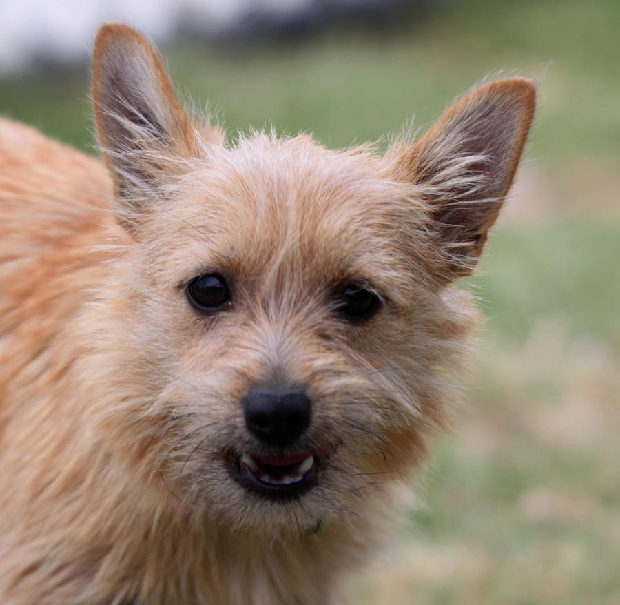 Australian Terrier Dog Breed Image 6