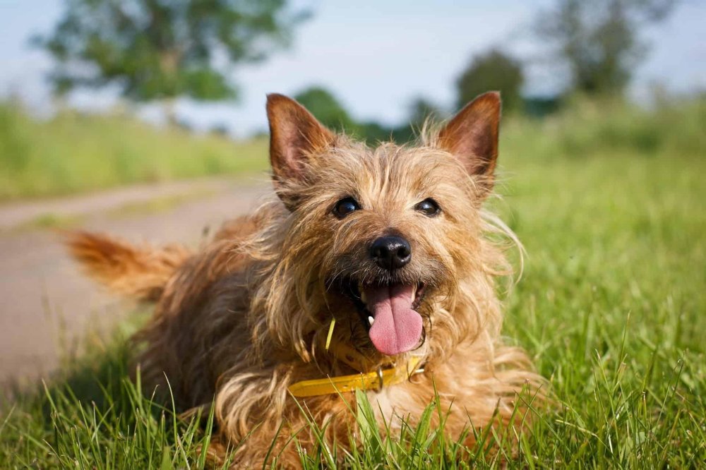 Australian Terrier Dog Breed Image 9