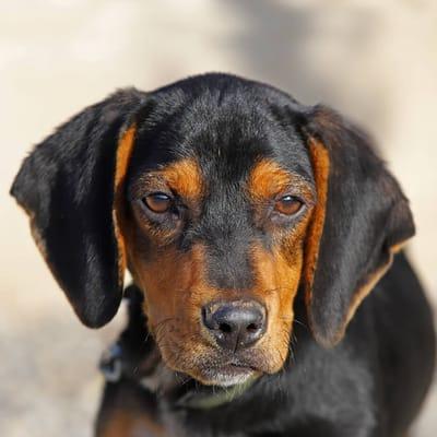 Austrian Black and Tan Hound Dog Breed Image 3