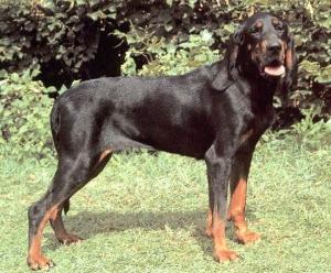 Austrian Black and Tan Hound Dog Breed Image 7