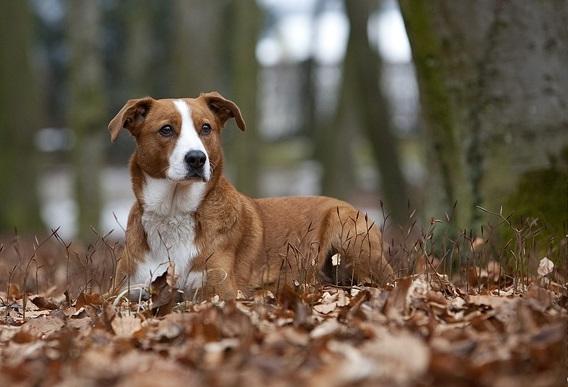 Austrian Pinscher Dog Breed Image 19