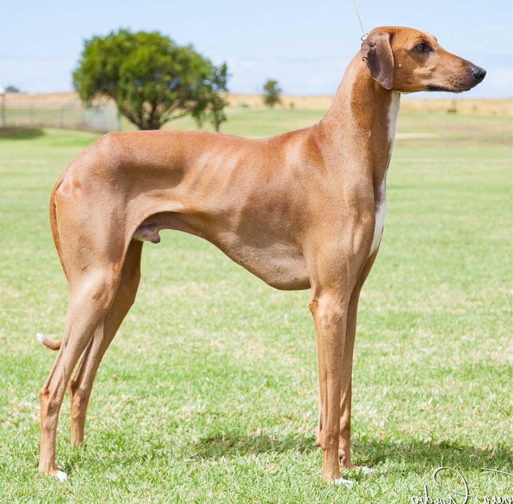 Azawakh Dog Breed Image 11