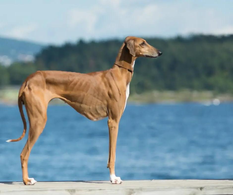 Azawakh Dog Breed Image 3