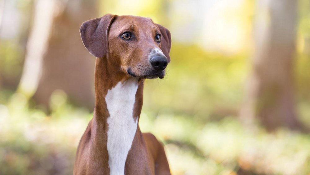 Azawakh Dog Breed Image 4