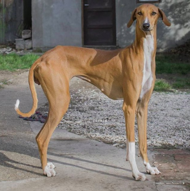 Azawakh Dog Breed Image 8