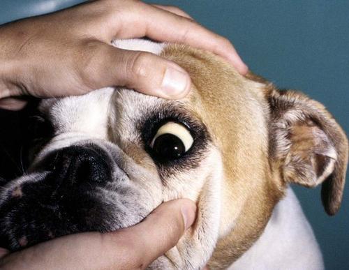 Babesiosis in Dogs Image 12