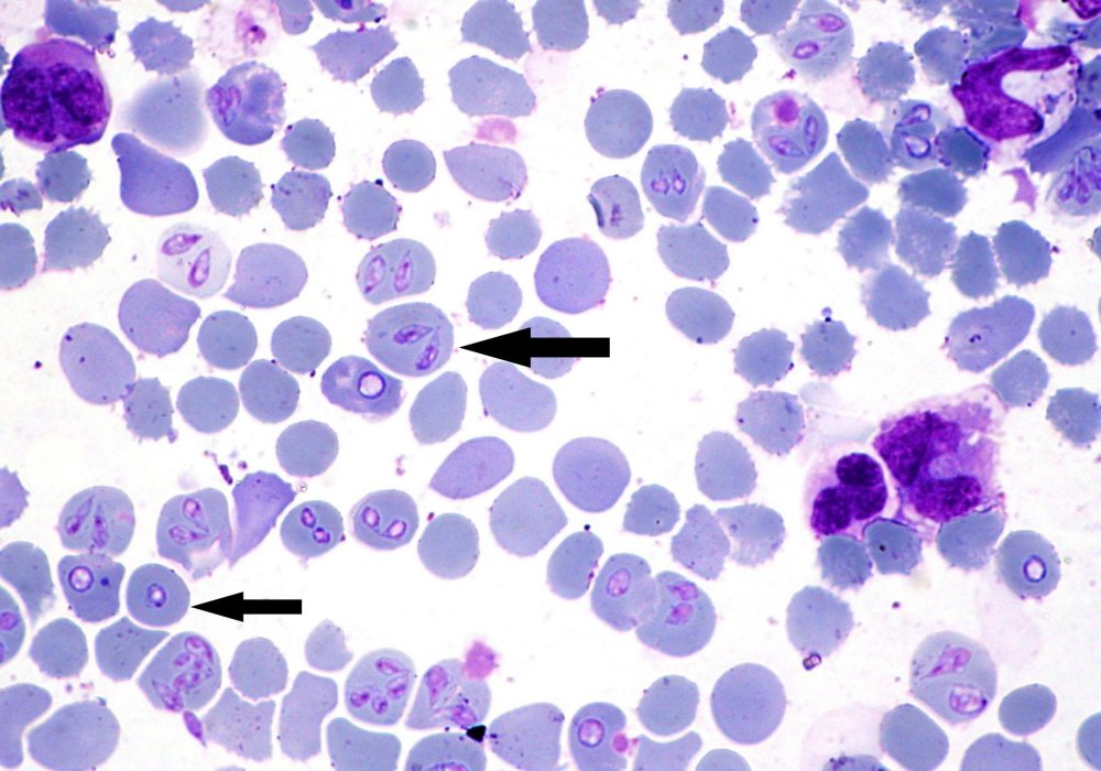 Babesiosis in Dogs Image 20