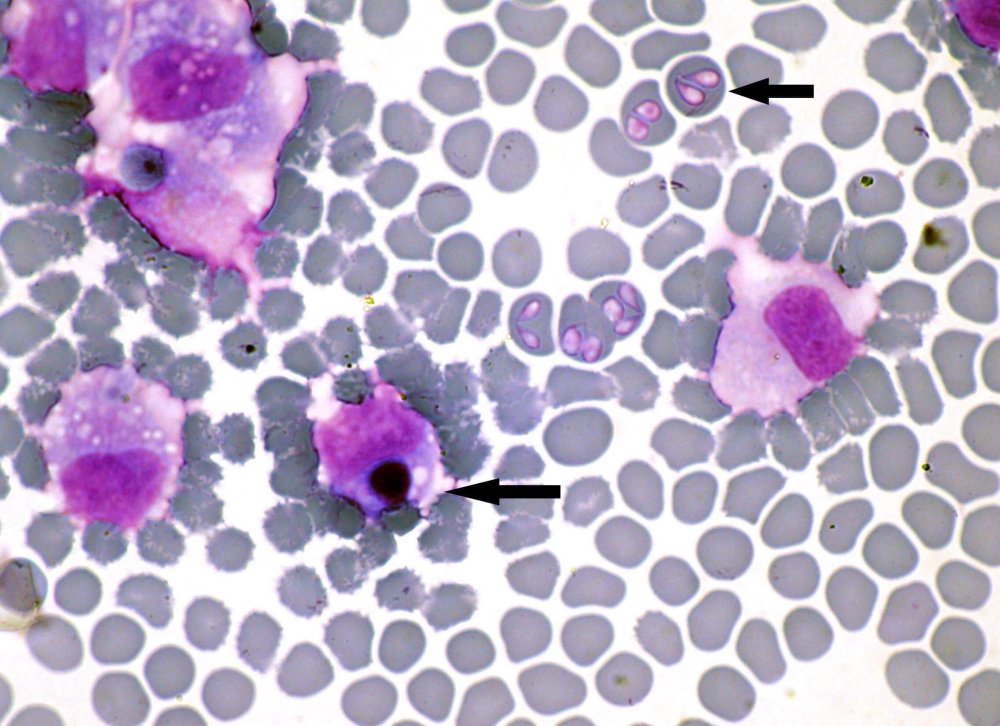 Babesiosis in Dogs Image 4