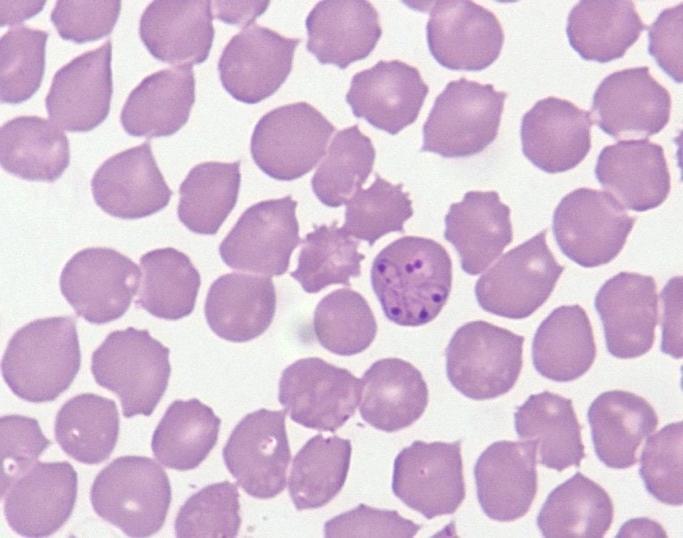 Babesiosis in Dogs Image 9