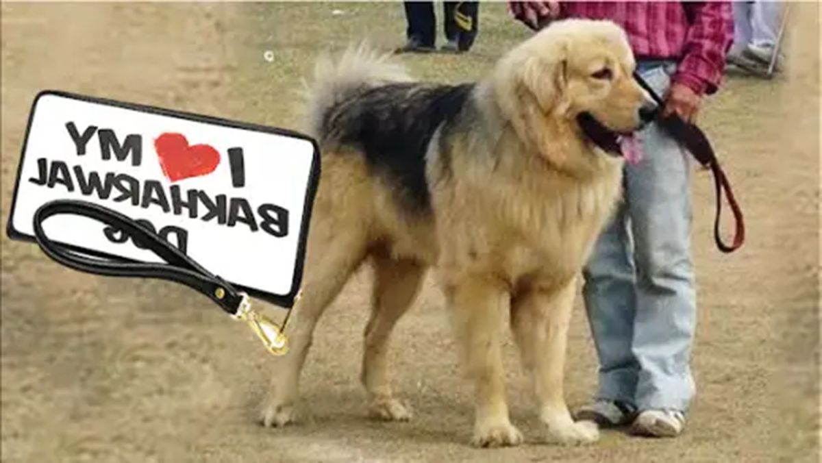 Bakharwal Dog Breed Image 8